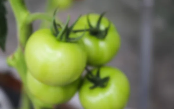 Verschwommene defokussierte Tomate in Biobauernhof — Stockfoto