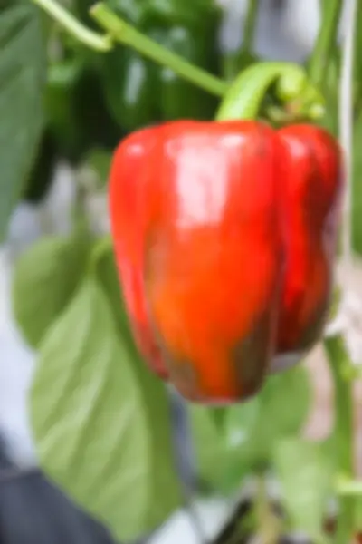 Verschwommenes defokussiertes Bild von rotem Paprika — Stockfoto