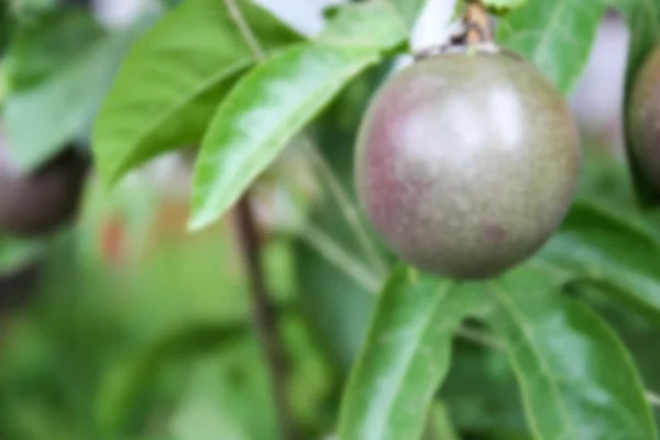 Verschwommenes defokussiertes Bild der Passionsfrucht — Stockfoto