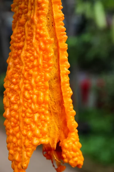 Dividir calabaza amarga naranja creciendo en el jardín —  Fotos de Stock