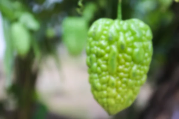 Verschwommenes, defokussiertes Bild von Bittergurken, die im Garten wachsen — Stockfoto