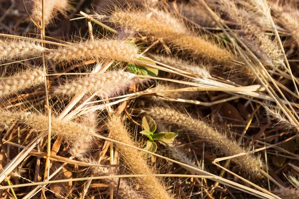 Getrocknete Grasblume auf dem Boden — Stockfoto