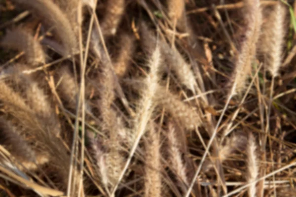 Verschwommenes defokussiertes Bild von Grasblume im Reisfeld — Stockfoto