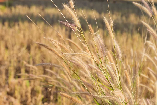 Grasblume auf dem Reisfeld — Stockfoto
