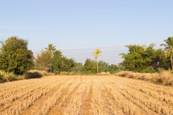 Ryżu niełuskanego dziedzinie po zbiorach — Zdjęcie stockowe