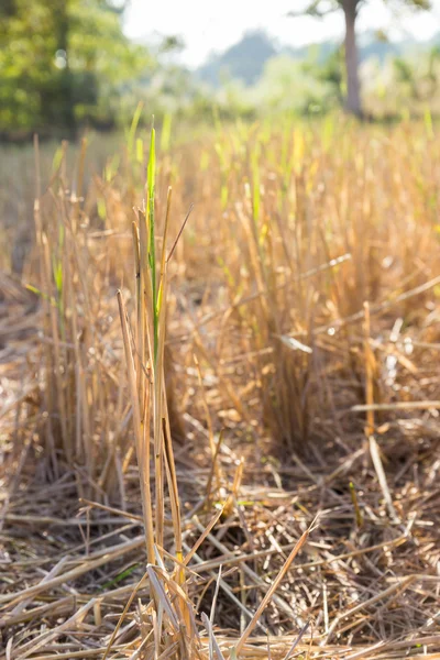 Reisfelder nach der Ernte — Stockfoto