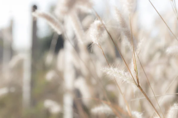 稻田中的草花, 柔软的焦点 — 图库照片