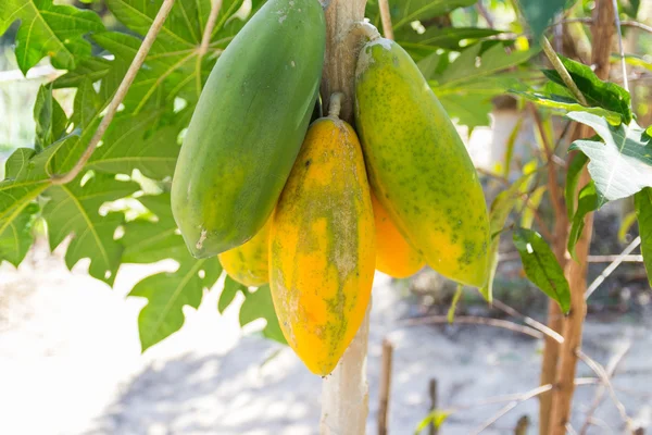 Papaya-Frucht auf Baumstamm — Stockfoto