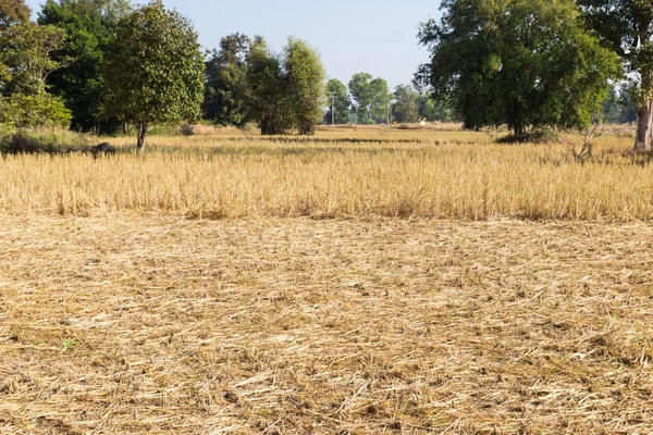Rizs paddy field-betakarítás után — Stock Fotó