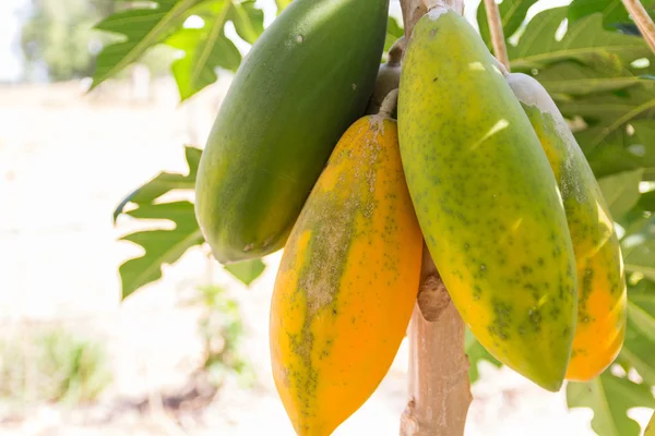 Papaya fruit on tree trunk — Stock Photo, Image