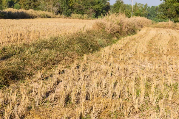 Rice paddy field after harvesting Royalty Free Stock Images