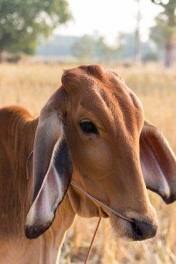 pirinç çeltik alanında inek