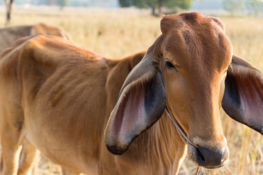 pirinç çeltik alanında inek