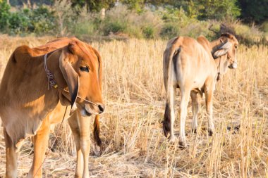 pirinç çeltik alanında inek