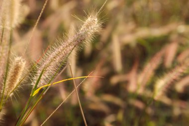 paddy alanındaki çimen çiçek