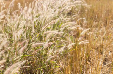 paddy alanındaki çimen çiçek