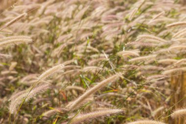 paddy alanındaki çimen çiçek
