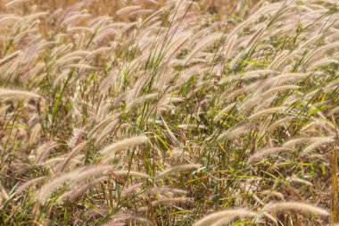 paddy alanındaki çimen çiçek