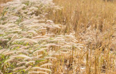 paddy alanındaki çimen çiçek