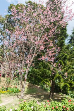 vahşi Himalaya kiraz çiçek açan çiçek