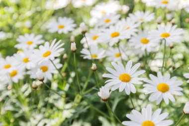 arka plan beyaz papatya çiçek