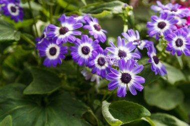 Senetti Mor çiçek bahçesinde