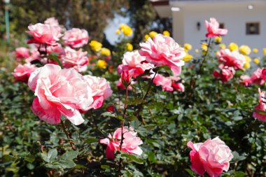 Bahçedeki pembe gül