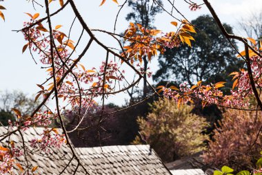 vahşi Himalaya kiraz tepe üzerinde pembe çiçek çiçeklenme