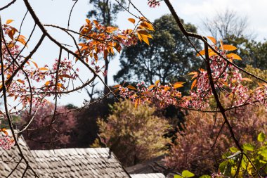 vahşi Himalaya kiraz tepe üzerinde pembe çiçek çiçeklenme