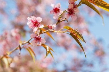 Vahşi Himalaya kiraz Pembe çiçek çiçeklenme 