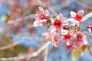 bulanık vahşi Himalaya kiraz f çiçek pembe çiçek defocused