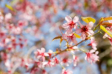 bulanık vahşi Himalaya kiraz f çiçek pembe çiçek defocused