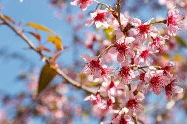 Vahşi Himalaya kiraz Pembe çiçek çiçeklenme 