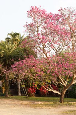 pembe trompet ağacının Pembe çiçek çiçeklenme