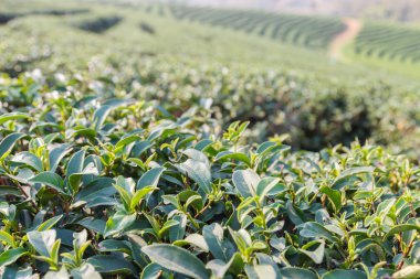 Oolong çay çiftlik