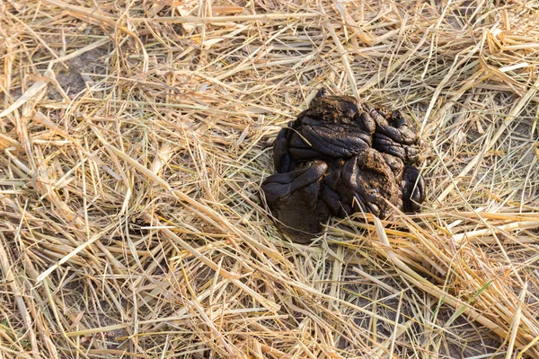 Cow feces on dried rice paddy field — Stock Photo, Image