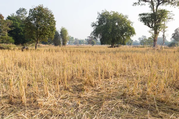 Ryżu niełuskanego dziedzinie po zbiorach — Zdjęcie stockowe
