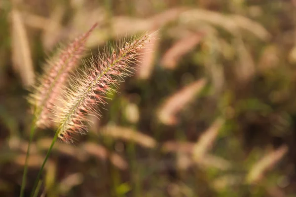 Flor de hierba en el campo de arroz —  Fotos de Stock