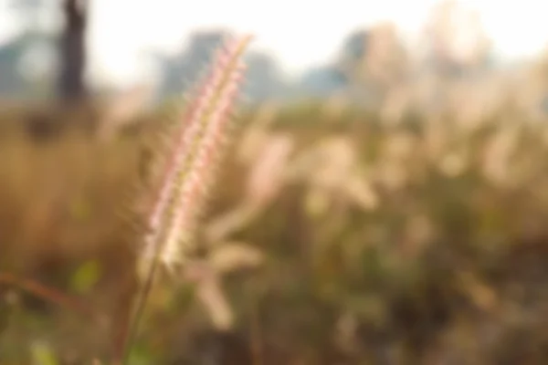 Verschwommene defokussierte Grasblume im Reisfeld — Stockfoto