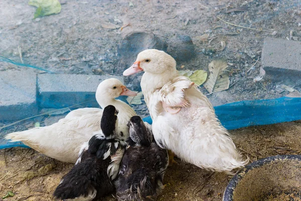 Troupeau de canards dans la ferme — Photo