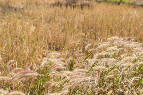 草花在稻田环境 — 图库照片