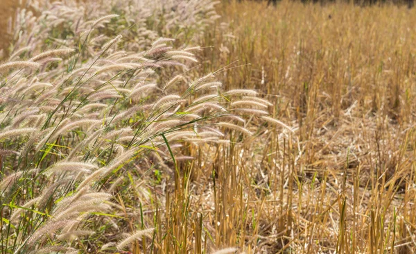 Grasblume auf dem Reisfeld — Stockfoto