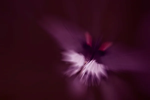 Paarse kleur Toon vlinder vorm illustratie voor abstracte rug — Stockfoto