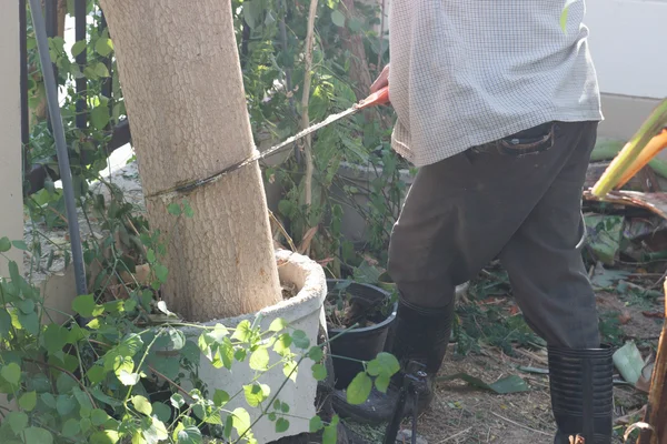 Jardinier couper l'arbre de radis cheval — Photo