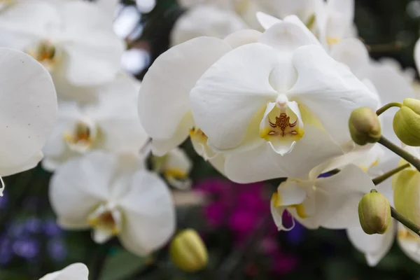 Bílá orchidej — Stock fotografie