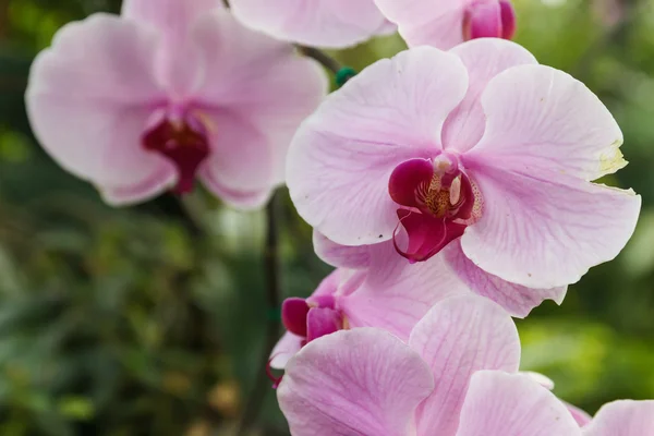 Fialová orchidej — Stock fotografie