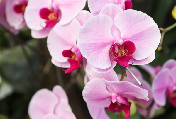 Fialová orchidej — Stock fotografie