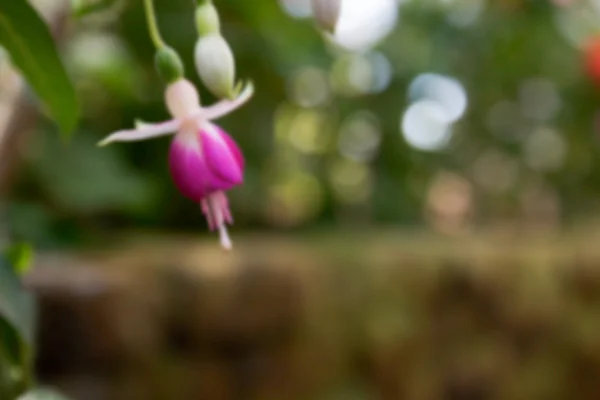 Sfocato fiore orecchini della signora sfocato per lo sfondo — Foto Stock