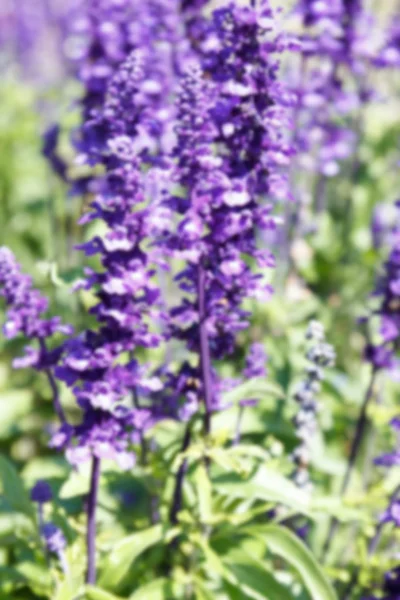 Flor púrpura desenfocada borrosa (Salvia azul) para el fondo — Foto de Stock