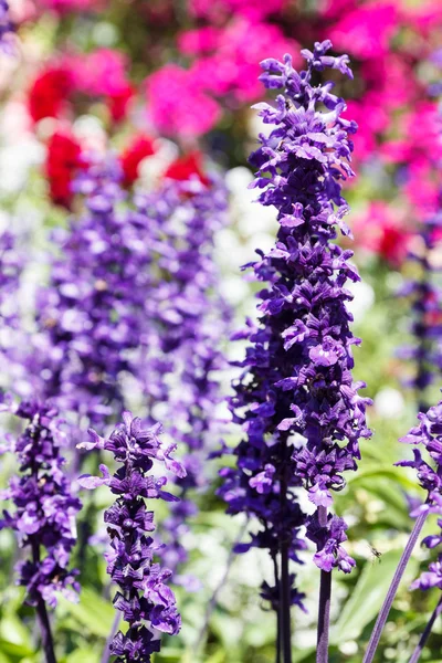 Flor púrpura (Salvia azul ) — Foto de Stock